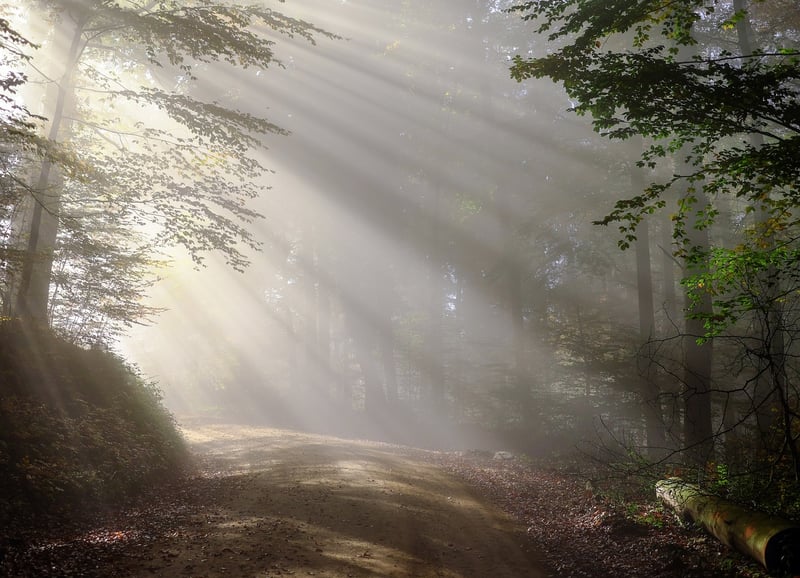 Misty Morning Shots