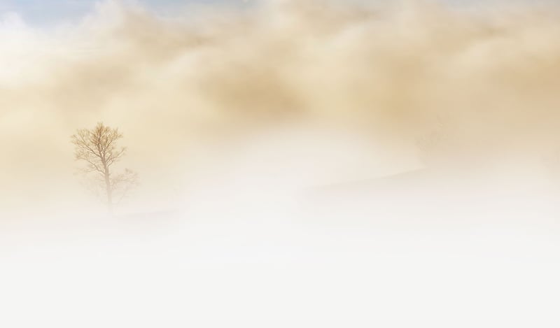 Misty Morning Forest