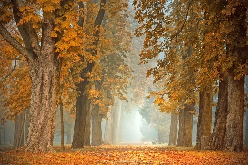 Autumn Trees