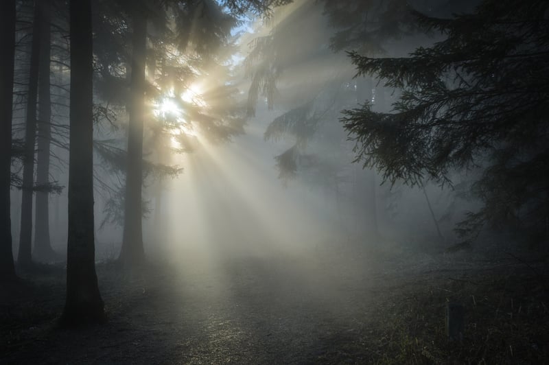 Mystic Forest
