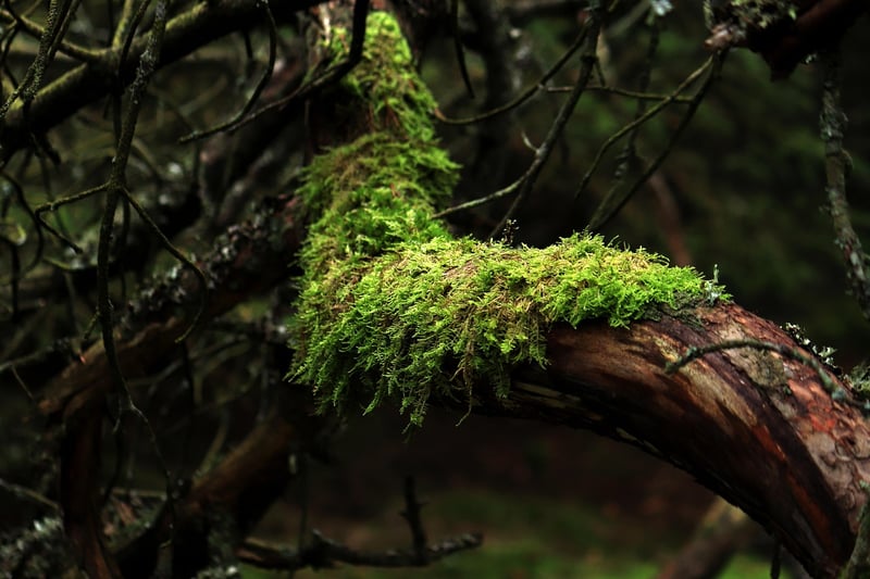Moss and Wood Accents