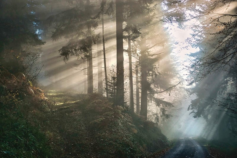 Enchanting Forest Ambiance